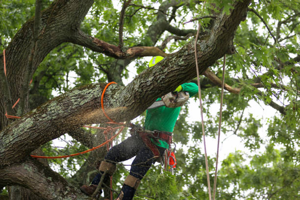 Pest Control for Lawns in Manteo, NC